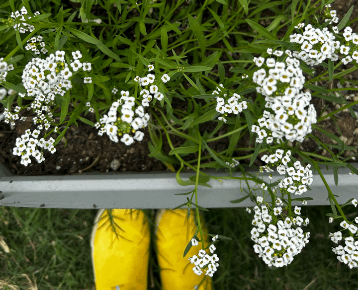 Finding Joy in the Garden Today